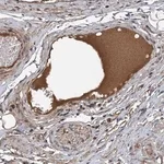 Merck Anti-C14orf80 antibody produced in rabbit