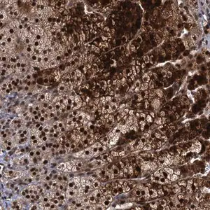 Merck Anti-MBD6 antibody produced in rabbit