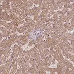 Merck Anti-SEC14L2 antibody produced in rabbit
