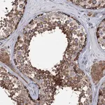 Merck Anti-PTDSS2 antibody produced in rabbit
