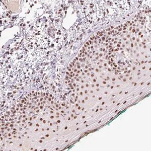 Merck Anti-DPPA5 antibody produced in rabbit