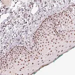 Merck Anti-DPPA5 antibody produced in rabbit