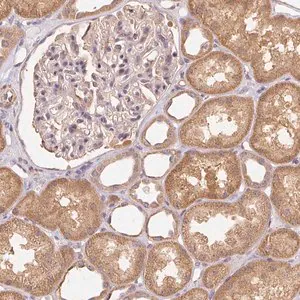 Merck Anti-REV3L antibody produced in rabbit