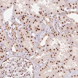 Merck Anti-RTP4 antibody produced in rabbit