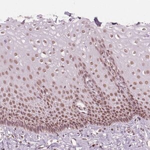 Merck Anti-DPM2 antibody produced in rabbit