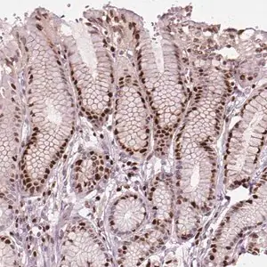 Merck Anti-CEBPA antibody produced in rabbit