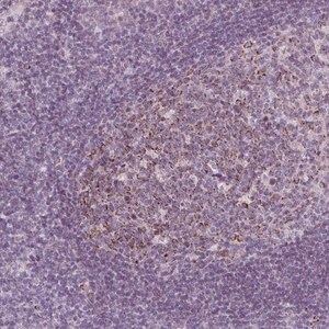 Merck Anti-IL17C antibody produced in rabbit