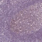 Merck Anti-IL17C antibody produced in rabbit