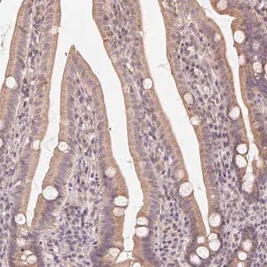 Merck Anti-NCOA4 antibody produced in rabbit