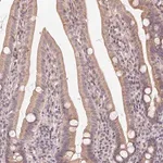 Merck Anti-NCOA4 antibody produced in rabbit