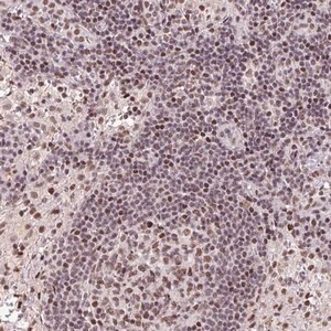 Merck Anti-LDLRAD4 antibody produced in rabbit