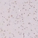 Merck Anti-SMIM12 antibody produced in rabbit