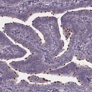 Merck Anti-NPHP4 antibody produced in rabbit