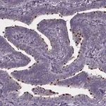 Merck Anti-NPHP4 antibody produced in rabbit