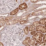 Merck Anti-C12orf75 antibody produced in rabbit