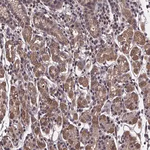 Merck Anti-FN3KRP antibody produced in rabbit