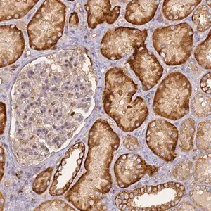 Merck Anti-M6PR antibody produced in rabbit