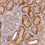 Merck Anti-M6PR antibody produced in rabbit