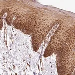 Merck Anti-EIF2S2 antibody produced in rabbit