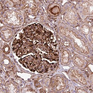 Merck Anti-PARD6A antibody produced in rabbit