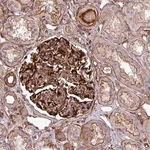 Merck Anti-PARD6A antibody produced in rabbit