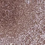 Merck Anti-SNRNP70 antibody produced in rabbit