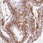 Merck Anti-PPFIA1 antibody produced in rabbit