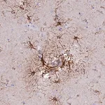 Merck Anti-R3HDM4 antibody produced in rabbit