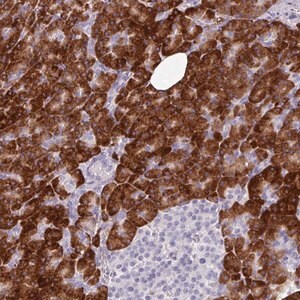 Merck Anti-BMS1 antibody produced in rabbit