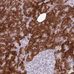 Merck Anti-BMS1 antibody produced in rabbit