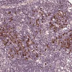 Merck Anti-CXCL16 antibody produced in rabbit