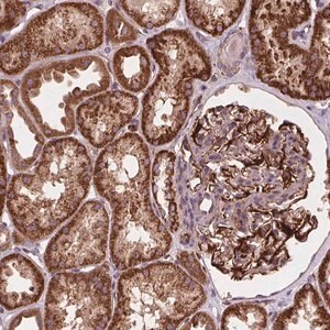 Merck Anti-GOLT1B antibody produced in rabbit