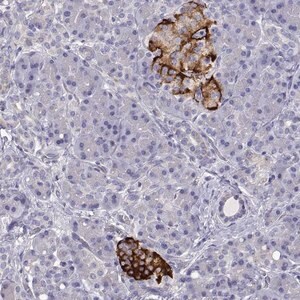 Merck Anti-TMEM211 antibody produced in rabbit