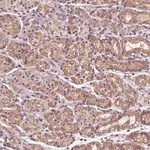 Merck Anti-UBALD1 antibody produced in rabbit