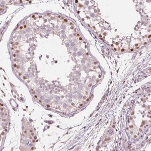 Merck Anti-TAF6L antibody produced in rabbit