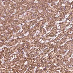 Merck Anti-DCAF4L2 antibody produced in rabbit