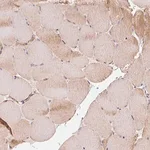 Merck Anti-COQ7 antibody produced in rabbit