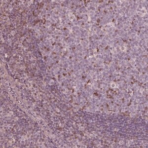 Merck Anti-ING3 antibody produced in rabbit