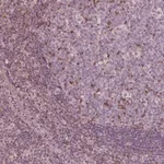 Merck Anti-ING3 antibody produced in rabbit