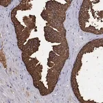 Merck Anti-UMODL1 antibody produced in rabbit