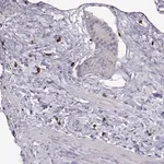 Merck Anti-CFAP44 antibody produced in rabbit