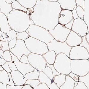 Merck Anti-HAS1 antibody produced in rabbit