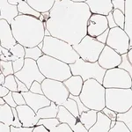 Merck Anti-HAS1 antibody produced in rabbit