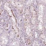 Merck Anti-SAMD5 antibody produced in rabbit