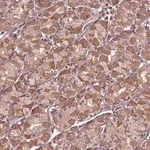 Merck Anti-CDKL4 antibody produced in rabbit