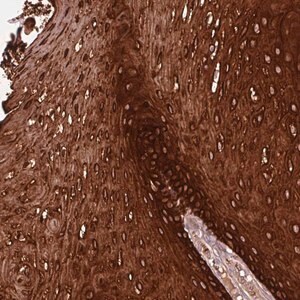 Merck Anti-ZNF286B antibody produced in rabbit