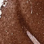 Merck Anti-ZNF286B antibody produced in rabbit