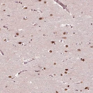 Merck Anti-MED6 antibody produced in rabbit