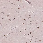 Merck Anti-MED6 antibody produced in rabbit