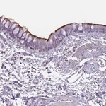 Merck Anti-NWD2 antibody produced in rabbit